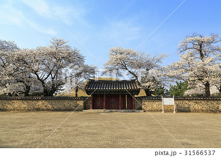 レース美醜王陵 デルングワン 桜 31566537