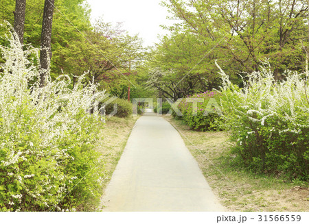 道路 仙遊島公園 シモツケ 31566559