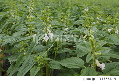 花 葉 ゴマの花 31566619