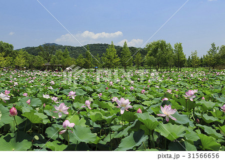 セミウォン 楊平郡 池 31566656