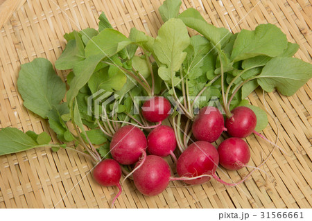 アカカブ 31566661