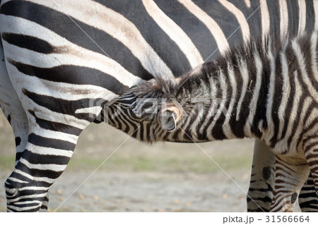 シマウマ　授乳中 31566664
