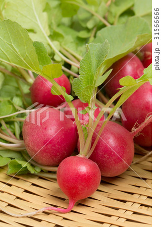 アカカブ 31566666