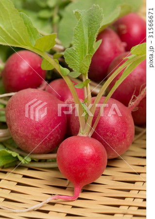 アカカブ 31566671