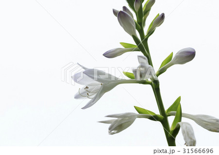 花 芽 ビビチュ 31566696