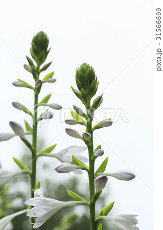 花 芽 ビビチュ 31566699