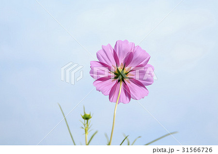 秋の花 ローアングル コスモス 31566726