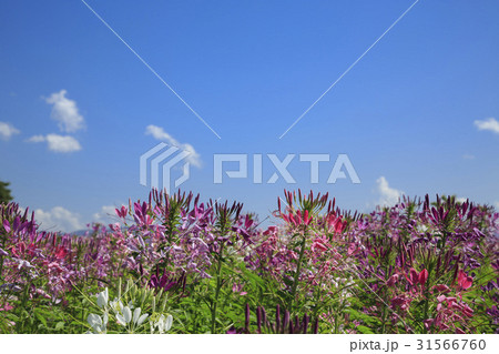 花 屋外 室外 31566760