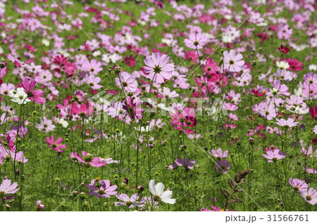 秋 花畑 コスモス 31566761