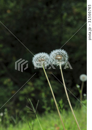 花 タンポポ 植物 31566765