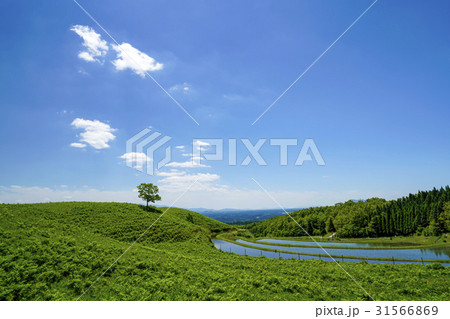 扇棚田 扇棚田 31566869