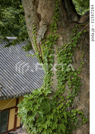 慶北 木 醴泉郡 31567264