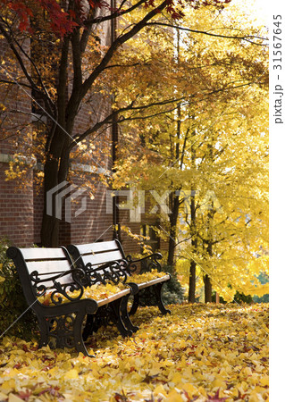 落葉 紅葉 ベンチ 31567645