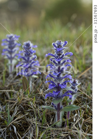 花 見よ クローズアップ 31567693