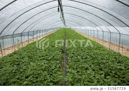 農業 ビニールハウス 室内 31567729
