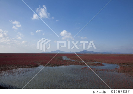 干潟 海 黄海 31567887