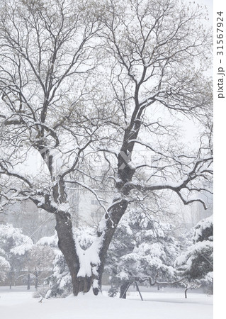 ソウル 雪景色 鍾路区 31567924