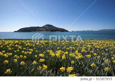 海 水仙 風景 31567955