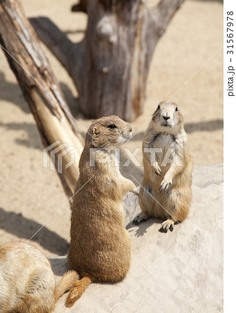 動物 動物園 草食動物 31567978