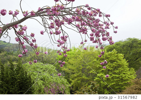 桜 春の花 自然 31567982