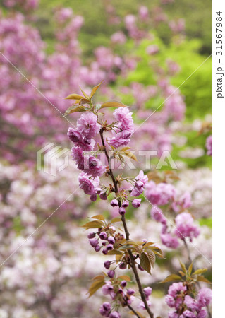 ギョプボトコト 桜 春 31567984
