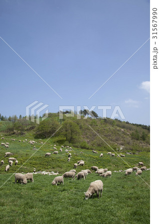 大関嶺 動物 牧場 31567990