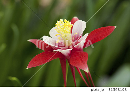花芯 オダマキの花 野生の花 31568198