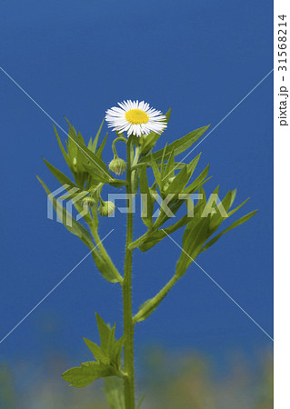 ヒメジョオン 花 植物 31568214