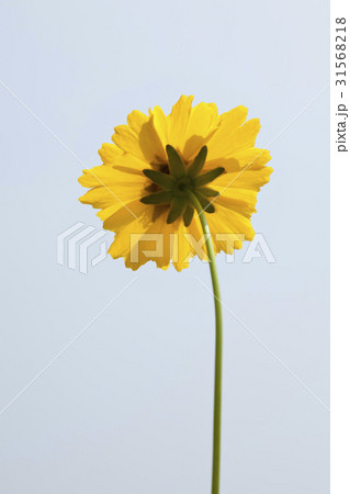 1 １ グムギェグク 31568218