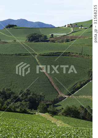 江原道 田畑 白菜畑 31568255