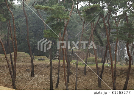 京畿道 キョンギド 木 31568277