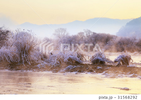 江原道 木 雰囲気 31568292