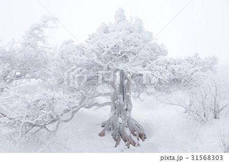 冬 徳裕山 全北 31568303