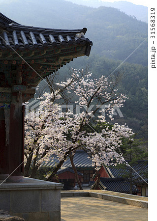 求礼郡 全羅南道 韓国 31568319