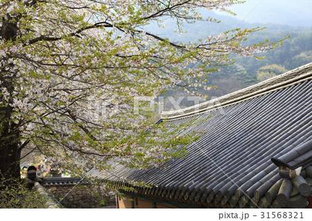 求礼郡 桜 全羅南道 31568321