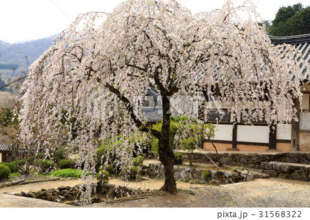 桜 仙岩寺 順天市 31568322