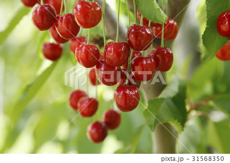 とっつき ぶら下がる 実 31568350