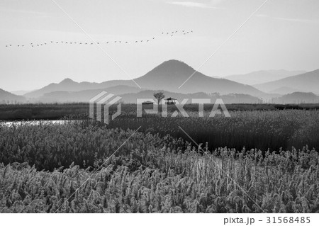 順天湾 風景 韓国 31568485