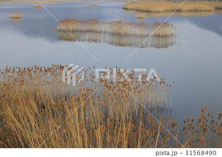 葦 反射 反影 31568490