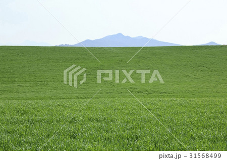 牧場 瑞山市 忠南 31568499