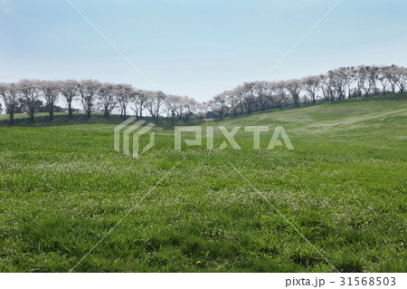 木 わさびの花 牧場 31568503