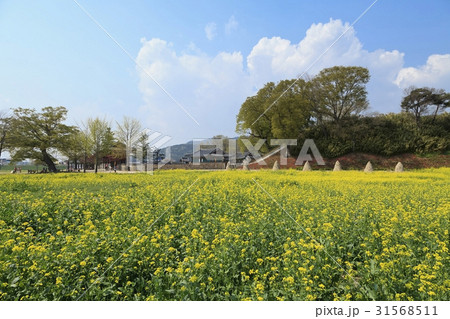 西山ヘミウプ性 菜種 風景 31568511