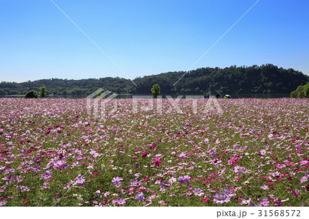 京畿道 キョンギド 花畑 31568572