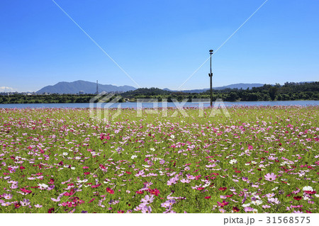 秋 コスモス 風景 31568575
