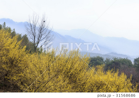 春の花 山東省 サンシュユ 31568686
