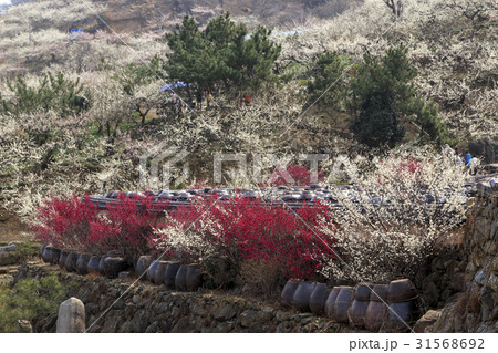 梅 かめ つぼ 31568692