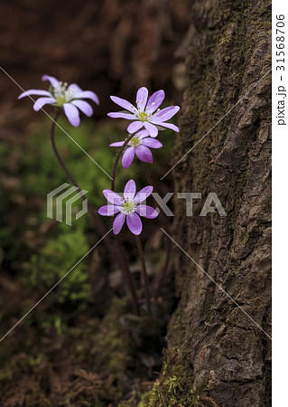 花 肝 野生の花 31568706