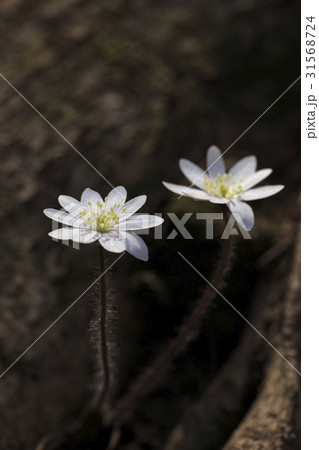 花 肝 植物 31568724