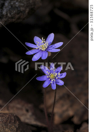 肝 見よ 野生の花 31568725