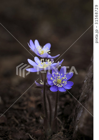 肝 見よ 野生の花 31568729